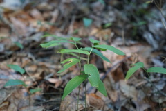 Polygonatum pubescens