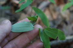 Polygonatum pubescens
