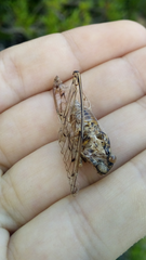 Cicada barbara