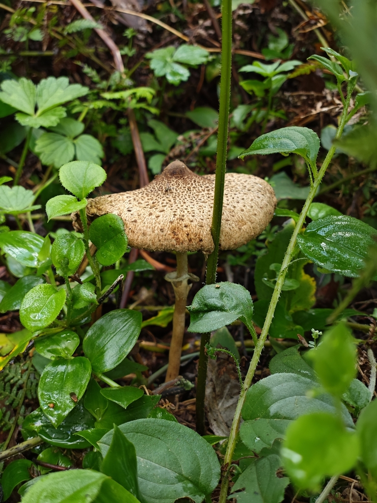 Macrolepiota clelandii · April 2025 · photo: © azureseedling (iNaturalist, cc-by)
