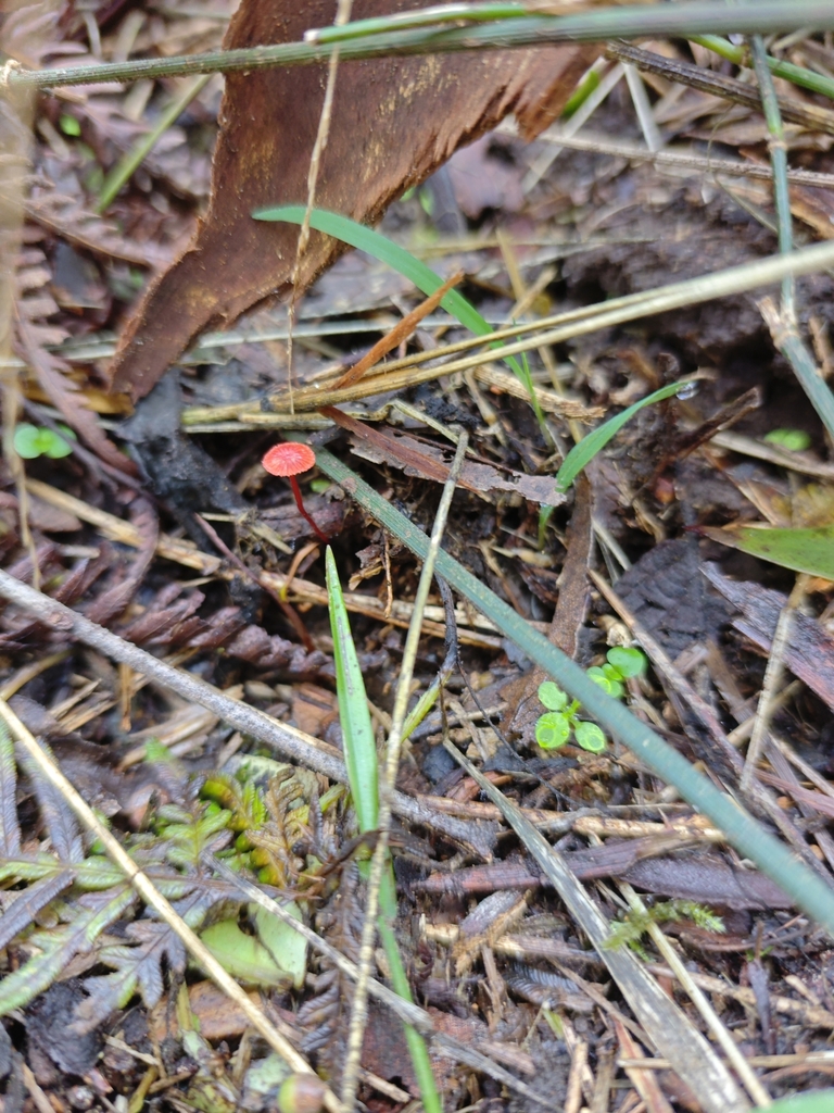 Cruentomycena viscidocruenta · April 2025 · photo: © azureseedling (iNaturalist, cc-by)