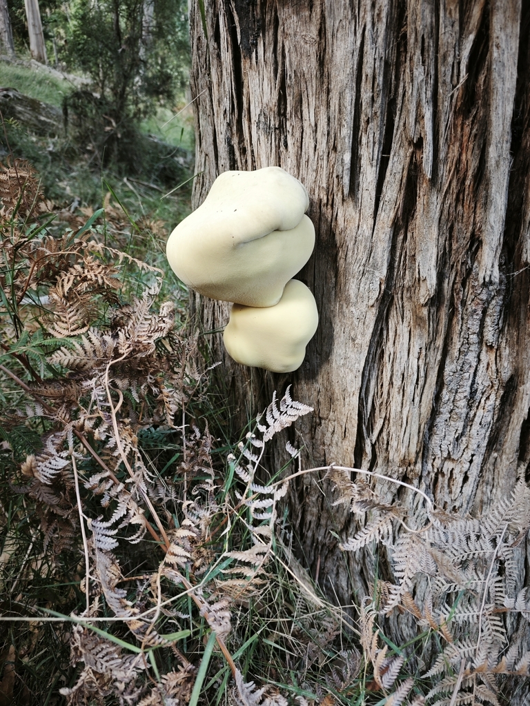 Laetiporus portentosus · April 2025 · photo: © azureseedling (iNaturalist, cc-by)