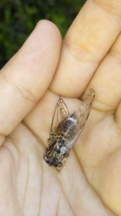 Cicada barbara