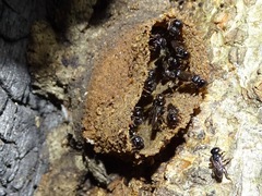 Lestrimelitta niitkib