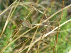 Aricia agestis