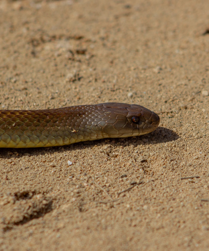 Mulga Snake sighting