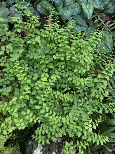Adiantum X tracyi
