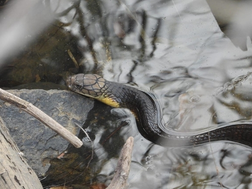 Western Ghats King Cobra
