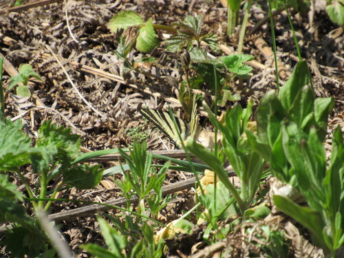 Scarce Swallowtail