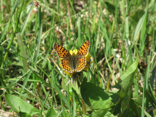 Queen of Spain Fritillary