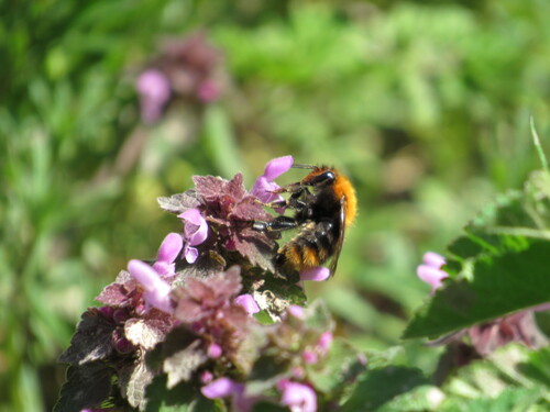 Common Carder Bumble Bee
