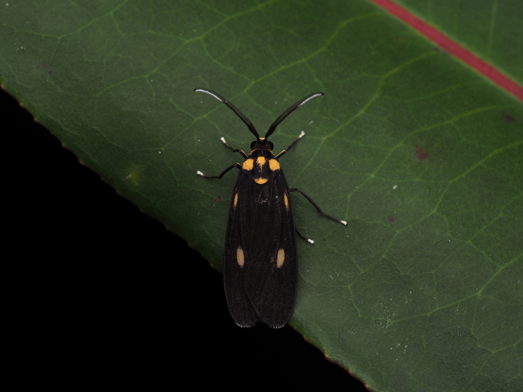 Phlebohecta