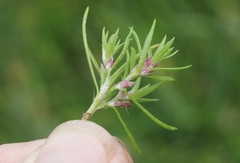 Polygonum polygaloides