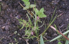 Polygonum polygaloides