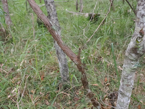 Sannantha similis, photograph 2