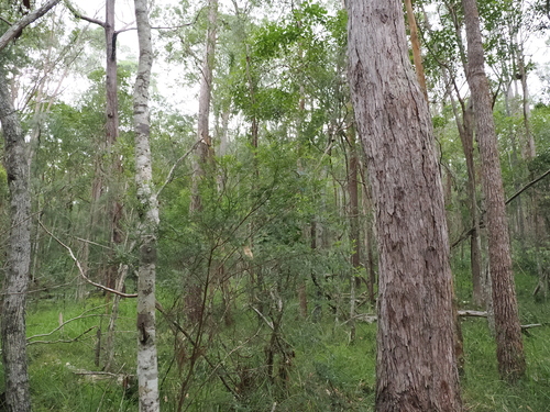 Sannantha similis, photograph 1