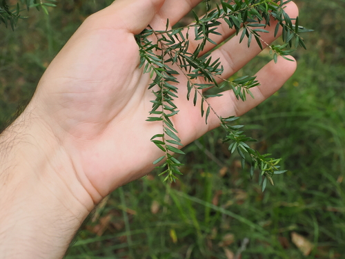 twiggy myrtle (Sannantha similis)
