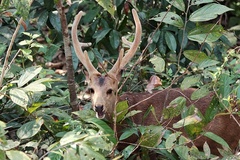 Axis porcinus porcinus