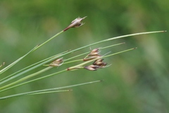 Juncus capillaris