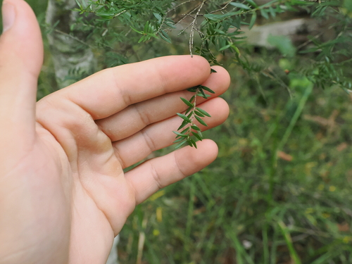 Sannantha similis, photograph 4