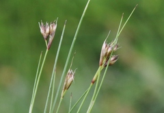 Juncus capillaris
