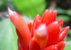 Costus osae