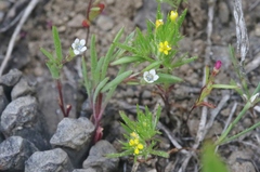 Allophyllum capillare