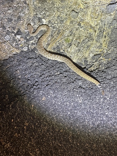 iNaturalist observation photo of Red Diamond Rattlesnake