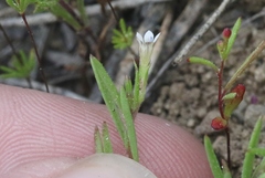 Allophyllum capillare