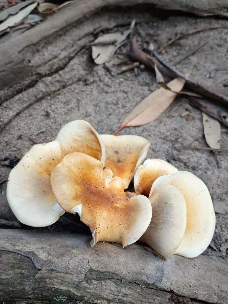 Omphalotus nidiformis · April 2025 · photo: © eelsfeeleelfeels (iNaturalist, cc0)