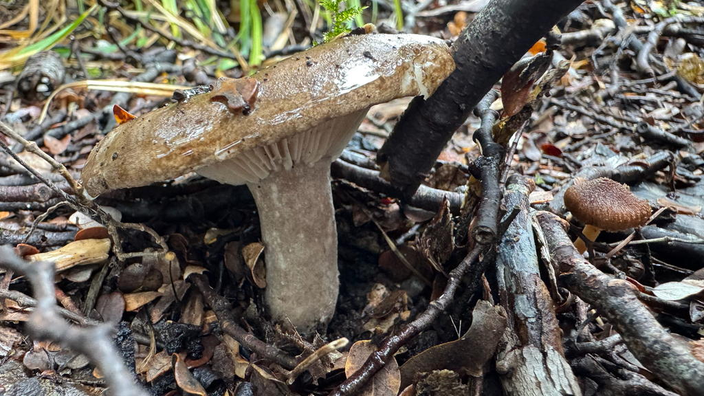 Russula inquinata