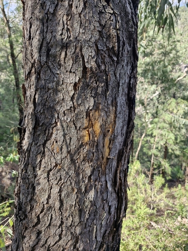 Image of Corymbia eximia by (c) ronavery, some rights reserved (CC BY)