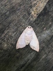 Halysidota tessellaris