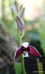 Phaius pulchellus