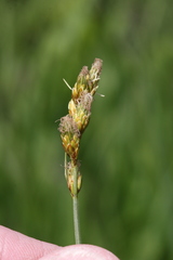 Carex bicknellii