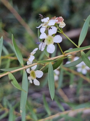 Image of Sannantha pluriflora by (c) ronavery, some rights reserved (CC BY)