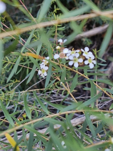 Image of Sannantha pluriflora by (c) ronavery, some rights reserved (CC BY)
