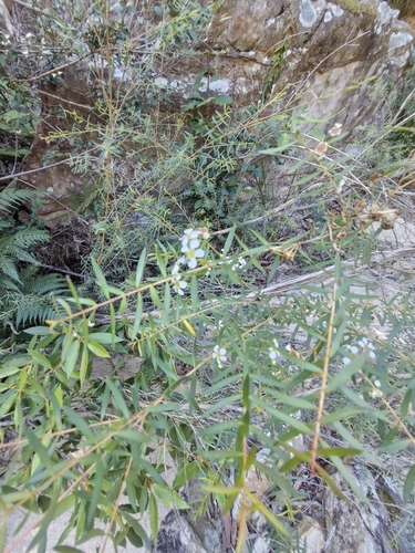 Image of Sannantha pluriflora by (c) ronavery, some rights reserved (CC BY)