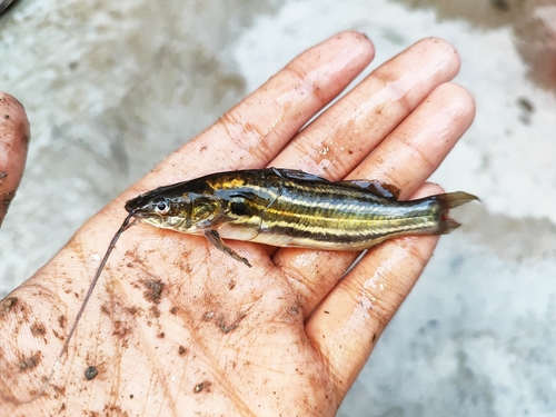 Striped catfish (Mystus vittatus) — Bagridae