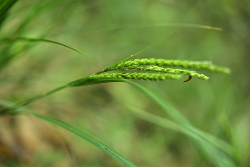 Carex ischnostachya