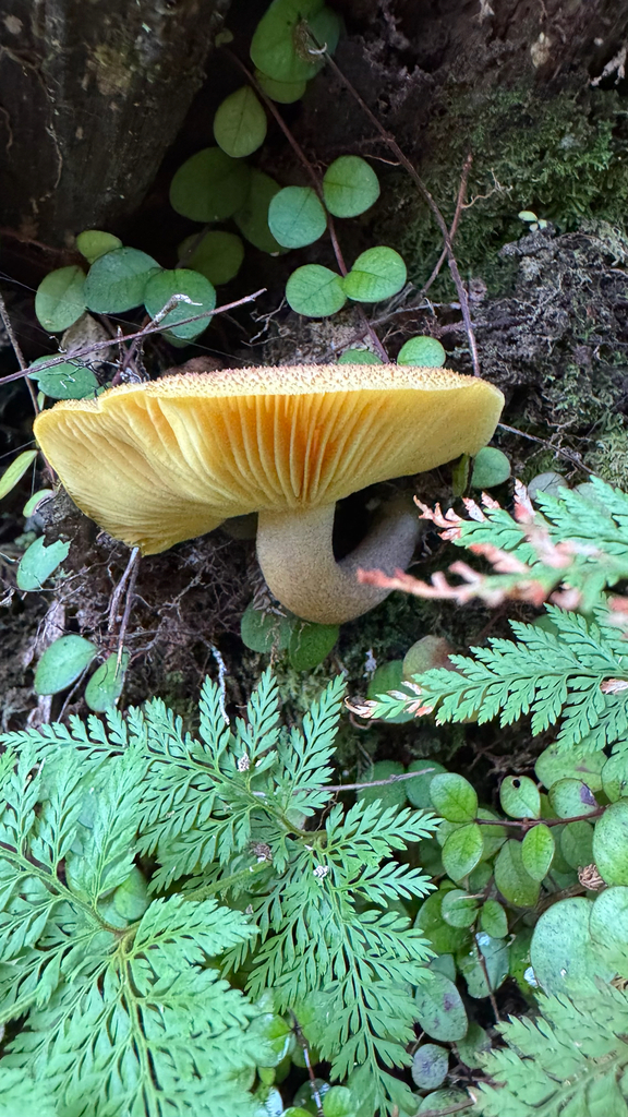 Tricholomopsis ornaticeps · April 2025 · photo: © frankashwood (iNaturalist, cc-by)
