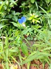 Commelina communis