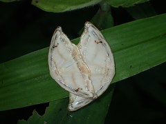 Callidrepana gelidata