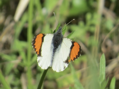 iNaturalist observation photo of Anthocharis sara sara