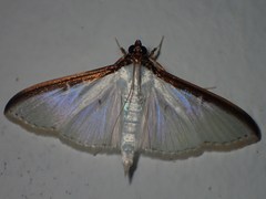 Cydalima laticostalis