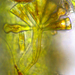 Gomphonema truncatum - Photo (c) Sylvia Lee,  זכויות יוצרים חלקיות (CC BY-NC), הועלה על ידי Sylvia Lee