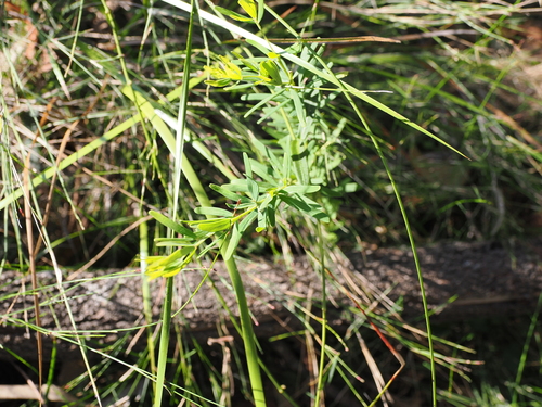 Image of Golden Glory Pea (Gompholobium latifolium) by (c) Lucas Christofides, some rights reserved (CC BY)
