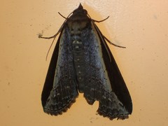 Lophoptera