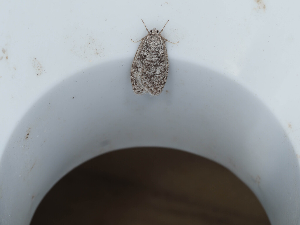 Semioscopis strigulana