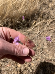 Lessingia leptoclada